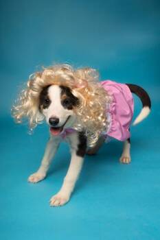 Fawn -  Border Collie and Shepherd Dog for Adoption in Fort Worth, Texas - Fawn | PetCurious