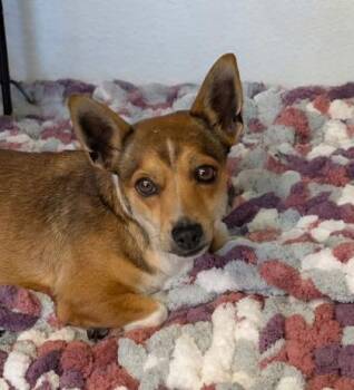 Crumble -  Chihuahua Dog for Adoption in Sacramento, California - Crumble | PetCurious