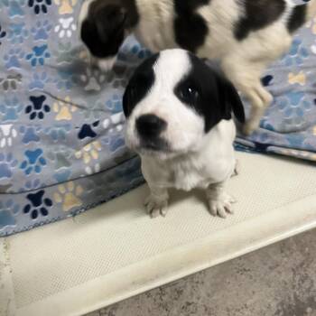 Rust -  Terrier and Mixed Breed Dog for Adoption in Clanton, Alabama - Rust | PetCurious