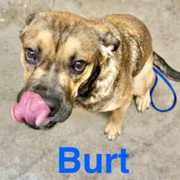 Rescue Australian Cattle Dog Blue Heeler and Cattle Dog Dogs for Adoption in Austin, Texas - Burt | PetCurious