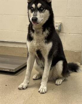Siberian Husky and Mixed Breed Dogs Available for Adoption in Grand Prairie, Texas - JELLY | PetCurious
