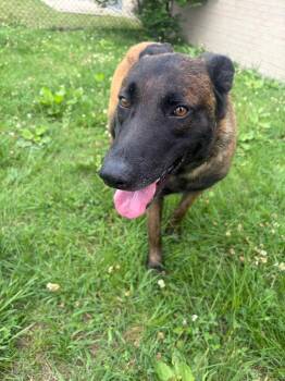 RYDER -  Mixed Breed Dog Available for Adoption in Gallatin, Tennessee - RYDER | PetCurious
