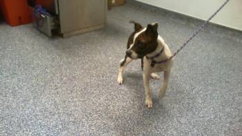 ASHA -  Pit Bull Terrier Dog for Adoption in Charlotte, North Carolina - ASHA | PetCurious