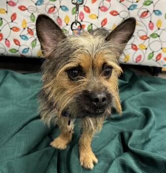 Terrier Dogs Available for Adoption in Las Vegas, Nevada - Stevie | PetCurious