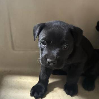 Wallace -  Terrier and Mixed Breed Dog for Adoption in Montgomery, Alabama - Wallace | PetCurious