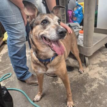 Daisy -  Mixed Breed Dog for Adoption in Saint Marys, Pennsylvania - Daisy | PetCurious