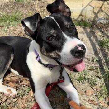 Pit Bull Terrier and Labrador Retriever Dogs Available for Adoption - Everest | PetCurious