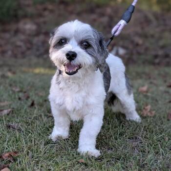 Oreo 10-0705 -  Shih Tzu Dog for Adoption in Tyrone, Georgia - Oreo 10-0705 | PetCurious