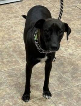 Isa -  Labrador Retriever Dog for Adoption in Littleton, Colorado - Isa | PetCurious