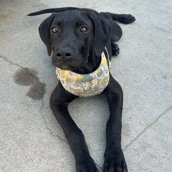 Adeline -  Pit Bull Terrier and Doberman Pinscher Dog for Adoption in Hawthorne, California - Adeline | PetCurious