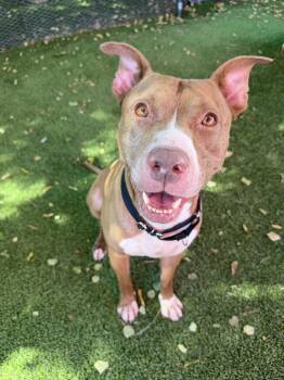 Corbin -  Pit Bull Terrier Dog for Adoption in Glendale, Arizona - Corbin | PetCurious
