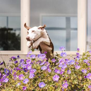 Mochi -  Pit Bull Terrier and Greyhound Dog for Adoption in Newberg, Oregon - Mochi | PetCurious