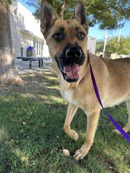 Rescue German Shepherd Dog Dogs for Adoption in Winchester, California - Scout | PetCurious