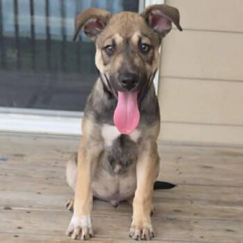 Pongo -  Mixed Breed Dog for Adoption in Buffalo, Minnesota - Pongo | PetCurious