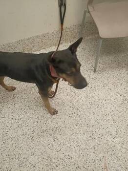 Faruka -  Mixed Breed Dog for Adoption in Atlanta, Georgia - Faruka | PetCurious