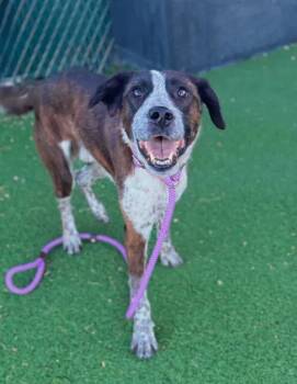 Ulfric -  Mixed Breed Dog for Adoption in Fruit Heights, Utah - Ulfric | PetCurious