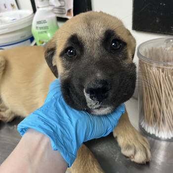 Anatolian Shepherd and Retriever Dogs Available for Adoption - Benny | PetCurious