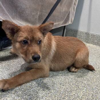 IVHS-Stray-140298 -  Cattle Dog Dog for Adoption in San Gabriel, California - IVHS-Stray-140298 | PetCurious