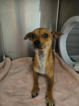Rescue Chihuahua Dogs for Adoption in El Centro, California - Klaus | PetCurious