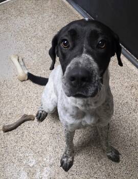 Rescue Pointer and Great Dane Dogs for Adoption in Polson, Montana - Iris | PetCurious