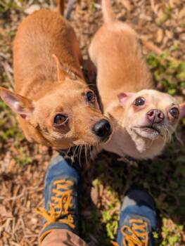 Little Bit -  Chihuahua Dog for Adoption in Santa Rosa, California - Little Bit | PetCurious