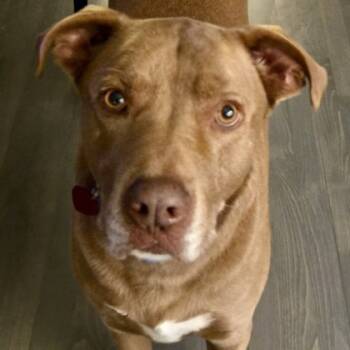 Rescue Labrador Retriever and Mixed Breed Dogs for Adoption in Elk Grove Village, Illinois - Whiskey+ | PetCurious