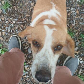 Beagle Dogs Available for Adoption in Hackett, Arkansas - Anthia | PetCurious