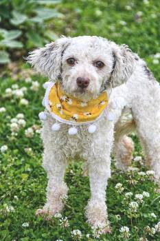 Bichon Frise Dogs Available for Adoption in Princeton, Massachusetts - Halo | PetCurious