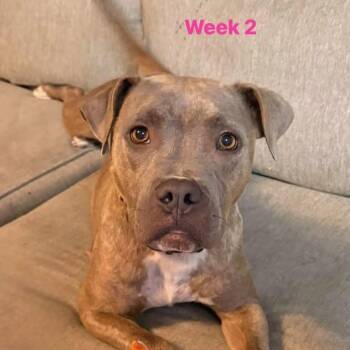 Cinderella -  American Bulldog Dog for Adoption in Defuniak Springs, Florida - Cinderella | PetCurious