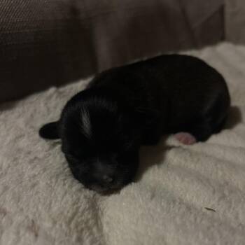 Roxy baby 5 -  Chihuahua and Mixed Breed Dog for Adoption in Ferndale, Washington - Roxy Baby 5 | PetCurious