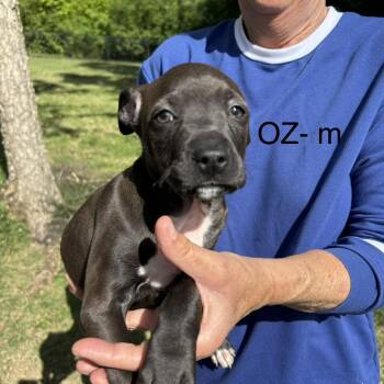 Pit Bull Terrier Dogs Available for Adoption in Brentwood, Tennessee - OZ | PetCurious