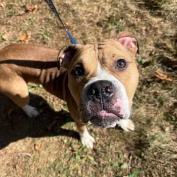 Rescue Mixed Breed Dogs for Adoption in Pittsburgh, Pennsylvania - Brother Eddie | PetCurious