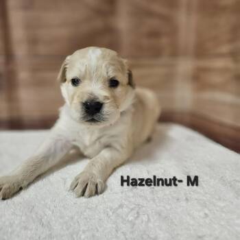 Labrador Retriever and Golden Retriever Dogs Available for Adoption in Griswold, Connecticut - Hazelnut | PetCurious
