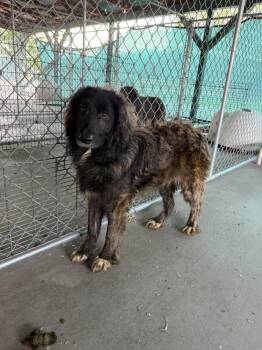 Pippy -  Shepherd Dog for Adoption in Salmon, Idaho - Pippy | PetCurious