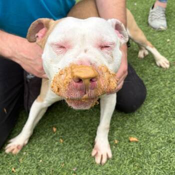 Pit Bull Terrier Dogs Available for Adoption in Batavia, Ohio - Thumper | PetCurious