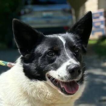 Collie and Bernese Mountain Dog Dogs Available for Adoption in Niagara Falls, Ontario - Dumplin Daisy (20260512-01) | PetCurious
