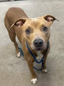 Velma -  Pit Bull Terrier Dog for Adoption in Cleveland, Ohio - Velma | PetCurious