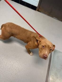 Pit Bull Terrier Dogs Available for Adoption in Lawrenceville, Georgia - Pen 211 Ruby | PetCurious