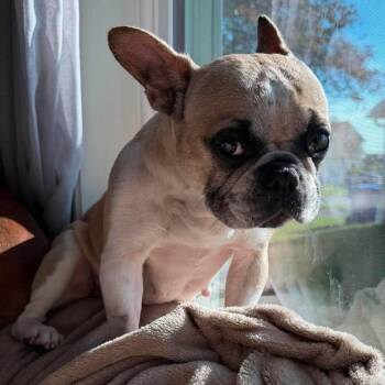 Tortellini -  French Bulldog Dog for Adoption in Hilton, New York - Tortellini | PetCurious