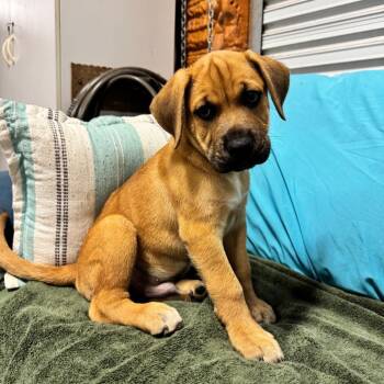 SHAGGY 655 -  Hound Dog for Adoption in Indiantown, Florida - SHAGGY 655 | PetCurious