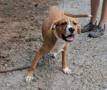 Cooper -  Mixed Breed Dog for Adoption in Mccormick, South Carolina - Cooper | PetCurious