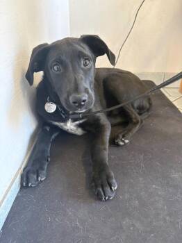 Zac -  Border Collie and Airedale Terrier Dog for Adoption in Carson City, Nevada - Zac | PetCurious