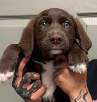 Catahoula Leopard Dog and Labrador Retriever Dogs Available for Adoption in Littleton, Colorado - Dipper | PetCurious