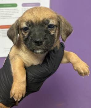 61230857 -  Mixed Breed Dog for Adoption in El Paso, Texas - 61230857 | PetCurious