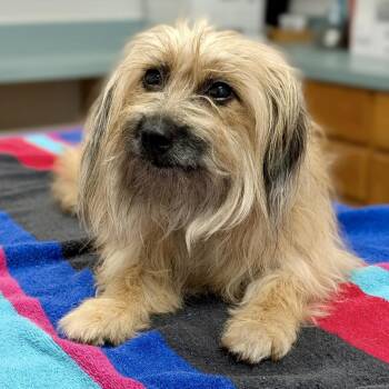 Bonita 08-0803 -  Havanese and Mixed Breed Dog for Adoption in Covington, Georgia - Bonita 08-0803 | PetCurious