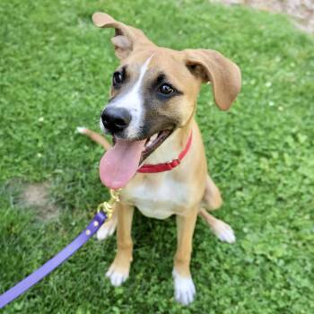 Luna -  Mixed Breed Dog for Adoption in Briarcliff Manor, New York - Luna | PetCurious