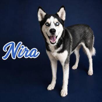 Nira -  Husky Dog for Adoption in Scottsdale, Arizona - Nira | PetCurious