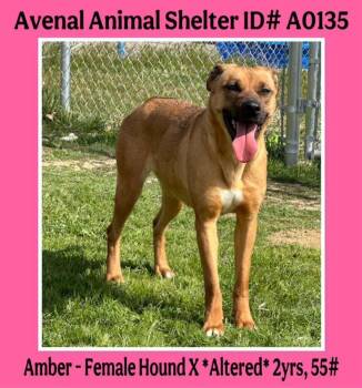 Rescue Hound Dogs for Adoption in Avenal, California - Amber | PetCurious