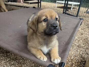 Creek -  Mastiff and Great Pyrenees Dog for Adoption in Bolivar, Missouri - Creek | PetCurious