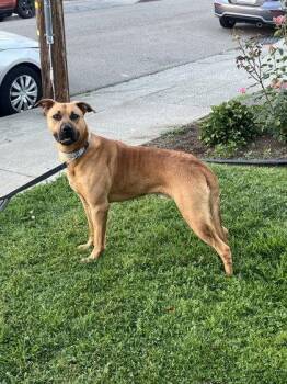 Pit Bull Terrier and Shepherd Dogs Available for Adoption in Oakland, California - Brody | PetCurious
